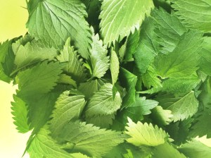 NOKKOSLETUT nokkoset poimittuina